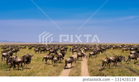 A spectacular sight of a herd of wildebeest crossing the savanna (Masai Mara) 131428119