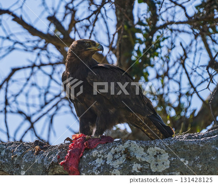 一隻鷹棲息在獵物前方的一棵樹上(馬賽馬拉) 一隻鷹棲息在獵物前方的一棵樹上(馬賽馬拉) 131428125