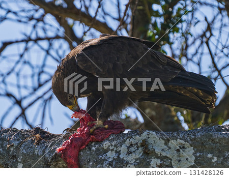 一隻鷹捕捉獵物並吃掉樹上的肉(馬賽馬拉) 一隻鷹捕捉獵物並吃掉樹上的肉(馬賽馬拉) 131428126