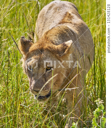 A lion striding through the grass (Masai Mara) A lion striding through the grass (Masai Mara) 131428128