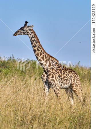 walking giraffe walking giraffe 131428129