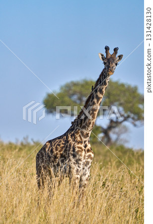Giraffes standing in the savanna (Masai Mara) Giraffes standing in the savanna (Masai Mara) 131428130