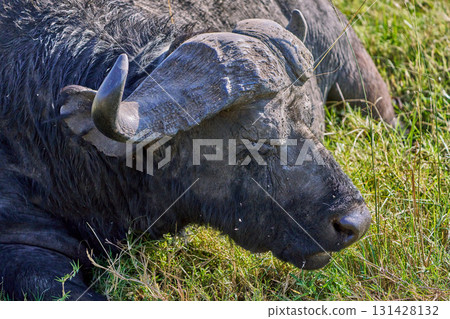 非洲水牛在陽光下休息的特寫鏡頭 非洲水牛在陽光下休息的特寫鏡頭 131428132