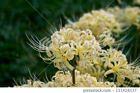 Close-up of pale yellow white spider lilies against a deep green bokeh background Close-up of pale yellow white spider lilies against a deep green bokeh background 131428137