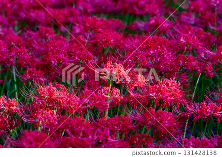 Dense clusters of red spider lilies in full bloom in autumn Dense clusters of red spider lilies in full bloom in autumn 131428138