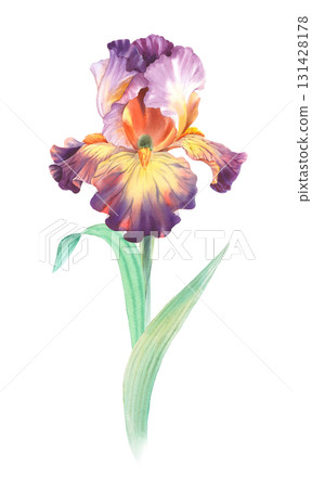 Iris. Watercolor handmade illustration. For packaging design, cards, cover, prints, product labels and fabric. Iris. Watercolor handmade illustration. For packaging design, cards, cover, prints, product labels and fabric. 131428178
