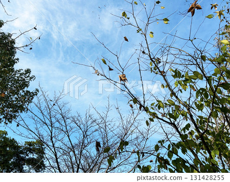 Blue sky and dead leaves Blue sky and dead leaves 131428255