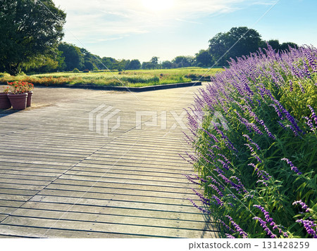 Vividly colored amethyst sage 131428259