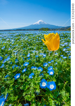 Nemophila, Mount Fuji, and tulips [Oishi Park, Lake Kawaguchi] 131428440