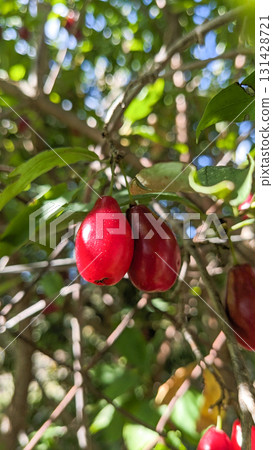 Fresh Cornelian Cherry Fruits in Sunlight 131428721
