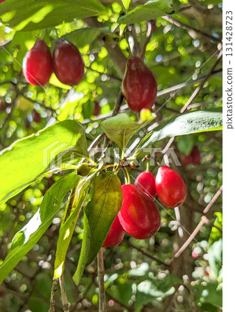 Ripe Cornelian Cherries, dogwood, on Tree Branches 131428723