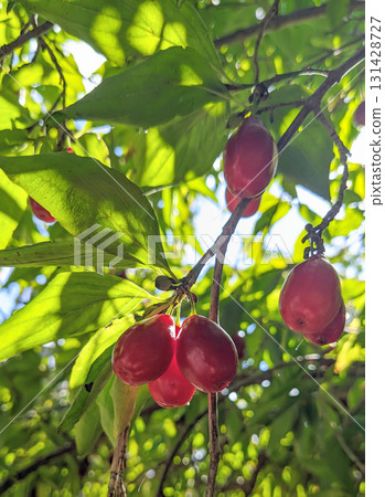 Ripe Cornelian Cherries, dogwood, on Tree Branches 131428727
