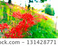red spider lily 131428771