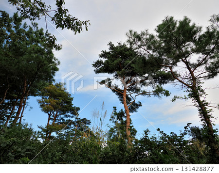 秋天的氣息(宮城縣、松島灣、福浦島) 秋天的氣息(宮城縣、松島灣、福浦島) 131428877