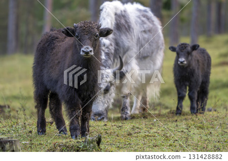 Newborn baby Yak cow tibet nepal mammal Newborn baby Yak cow tibet nepal mammal 131428882