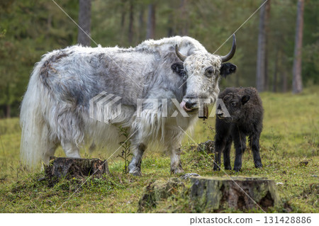 Mother and calf Yak cow tibet nepal mammal Mother and calf Yak cow tibet nepal mammal 131428886