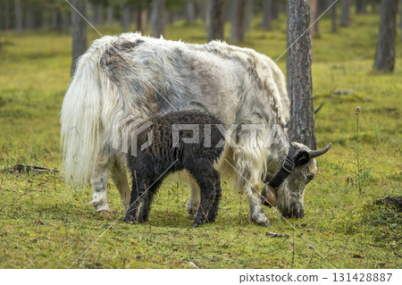 Newborn baby Yak cow tibet nepal mammal while feeding from mother 131428887