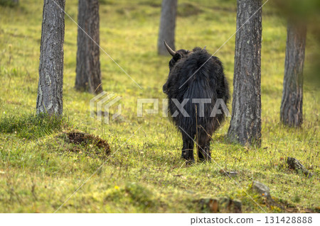 Newborn baby Yak cow tibet nepal mammal 131428888