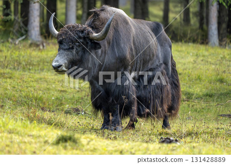Big bull Yak cow tibet nepal mammal 131428889