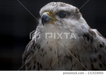 Falco Cherrug falcon bird of prey close up portrait on black background Falco Cherrug falcon bird of prey close up portrait on black background 131428893