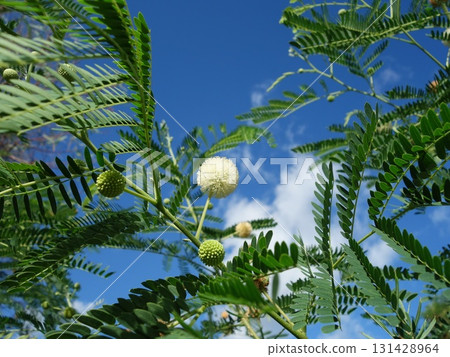 Ginnem's flower 131428964
