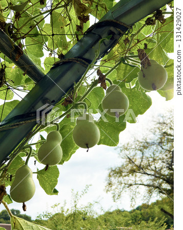 吊葫蘆 吊葫蘆 131429027