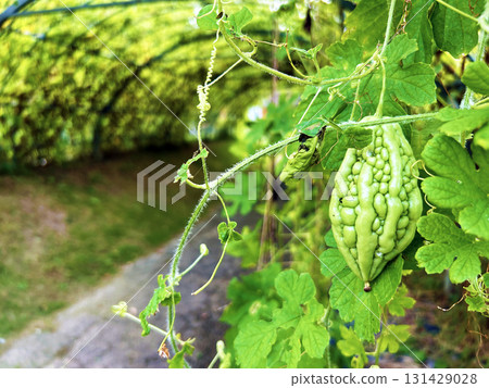 收穫goya之前 收穫goya之前 131429028