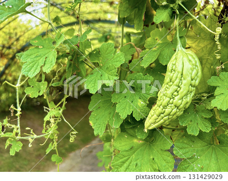 田裡的苦瓜 131429029