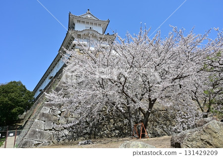 Ka-no-yagura (Stag Tower) and Somei-Yoshino cherry blossoms (Himeji Castle) 131429209
