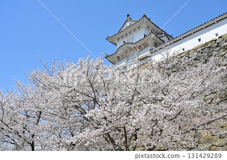 Wa-no-yagura (Wa Tower), Ka-no-yagura (Ka Tower) and Somei-Yoshino cherry blossoms (Himeji Castle) 131429289