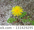 Yellow dandelion 131429295