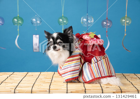 Blue back, wind chimes and a chihuahua wearing a yukata Blue back, wind chimes and a chihuahua wearing a yukata 131429461