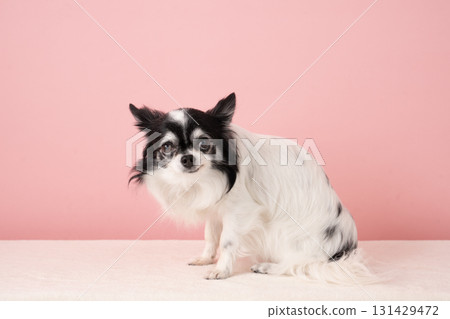 粉紅背和吉娃娃花 131429472