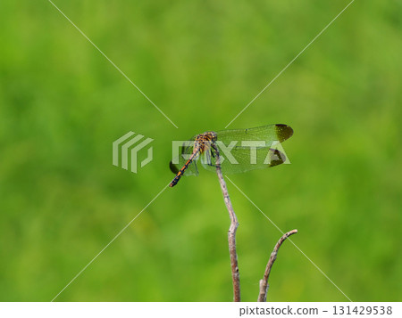 Noshime dragonfly Noshime dragonfly 131429538