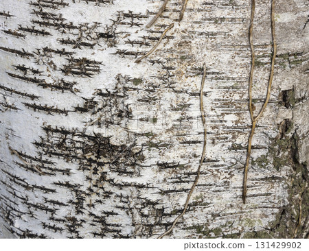 The birch bark texture or background. Macro shot is made by means of stacking technology trunk. Texture made of birch tree bark. Beautiful birch trunk background. Conceptual image. Peaceful nature. 131429902