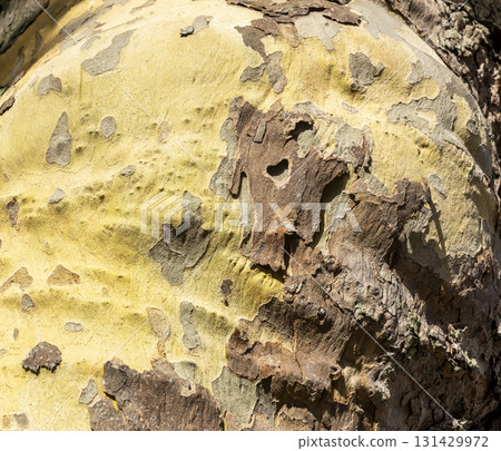 Platan, Platane, Platanus sycamore, plane tree trunk symbol. Texture made of Platan, Platane, sycamore, plane tree bark. Beautiful Platan tree trunk background. Conceptual image. Peaceful nature. 131429972