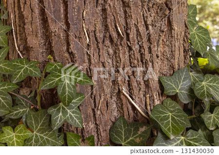 Olive tree bark pinaster trunk symbol. Texture made of olive tree bark . Beautiful olive tree bark trunk background. Greece, Conceptual image. Peaceful nature. Olive tree bark pinaster trunk symbol. Texture made of olive tree bark . Beautiful olive tree bark trunk background. Greece, Conceptual image. Peaceful nature. 131430030