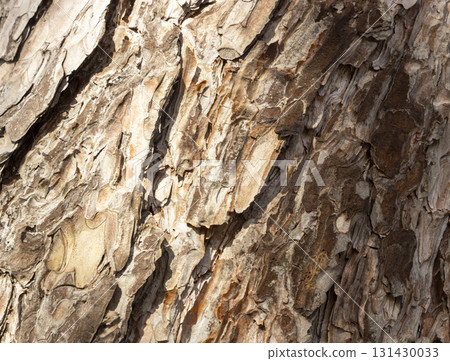 Maritime Pine, Pinus pinaster trunk symbol. Texture made of maritime pine tree bark. Beautiful Maritime Pine, Pinus pinaster trunk background. Conceptual image. Peaceful nature. Maritime Pine, Pinus pinaster trunk symbol. Texture made of maritime pine tree bark. Beautiful Maritime Pine, Pinus pinaster trunk background. Conceptual image. Peaceful nature. 131430033