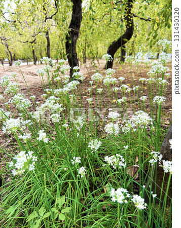 Pure white chive flowers Pure white chive flowers 131430120