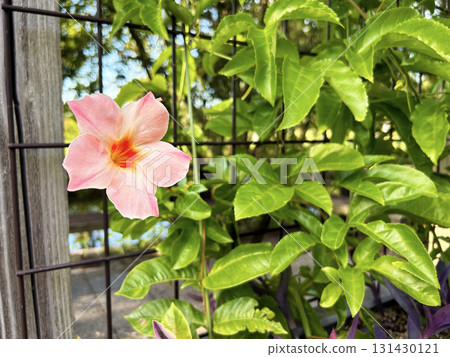 Pink Mandevilla Pink Mandevilla 131430121