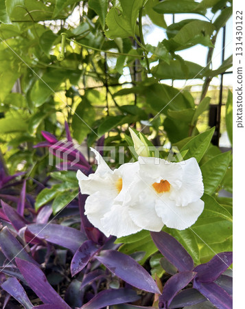 White Mandevilla White Mandevilla 131430122