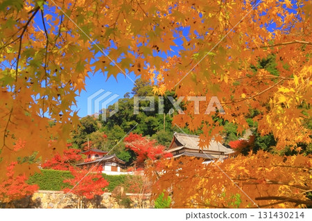 Autumn leaves at Meiji-no-Mori Minoh Quasi-National Park (Minoh City, Osaka Prefecture) <Houkaku Reception Hall> 131430214