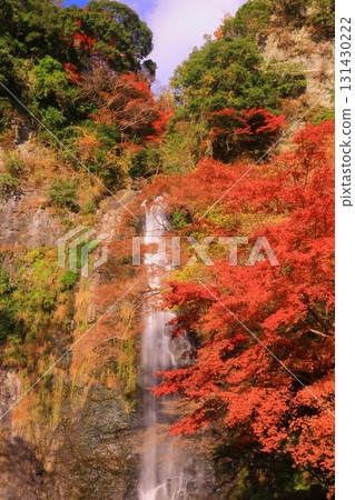 Autumn leaves at Meiji no Mori Minoh Quasi-National Park (Minoh City, Osaka Prefecture) <Minoh Falls> 131430222