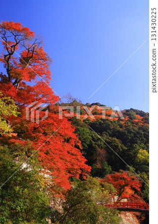 Autumn leaves in Meiji-no-Mori Minoh Quasi-National Park (Minoh City, Osaka Prefecture) <Zuiunkaku Reception Hall> 131430225