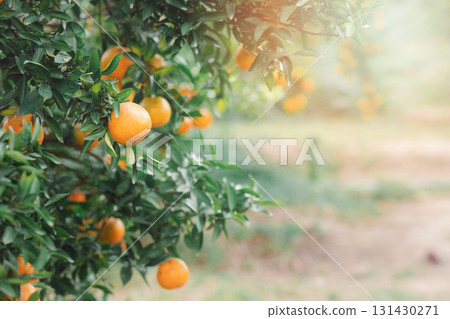 Ripe and fresh tangerine oranges hanging on branch, orange orchard. Bunch of ripe oranges hanging on a tree. 131430271
