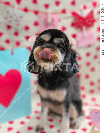 Puppy sticking out his tongue Puppy sticking out his tongue 131430399
