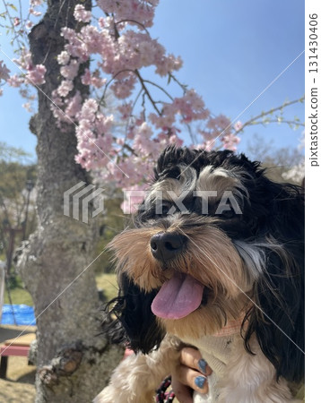 Cherry blossoms and dogs 131430406