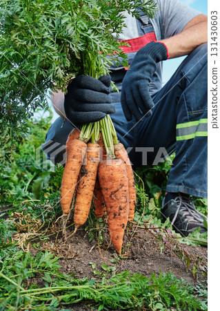 Male caucasian farmer harvesting fresh carrots in garden Close-up Male caucasian farmer harvesting fresh carrots in garden Close-up 131430603