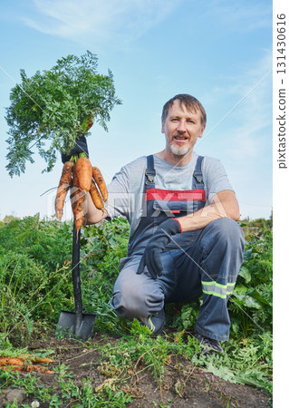 Mature caucasian farmer harvesting fresh carrots in garden 131430616