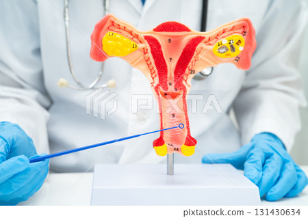 Doctor holding human uterus model for vaginal and cervix pap smear check up in the obstetrics and gynecology. Doctor holding human uterus model for vaginal and cervix pap smear check up in the obstetrics and gynecology. 131430634
